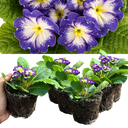 Primrose Blue Bicolour Plant
