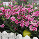 Dianthus Pink Kisses Plant