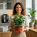 Coffea Arabica Plant (1L Pot)