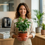 3 Coffee House Houseplant Collection - Coffea Arabica, Ficus Robusta & Peperomia Variegated, 1 Litre Root Ball