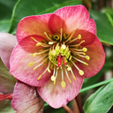 Hellebore Frostkiss Penny's Pink Plant