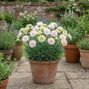 Cocktail Pink Dianthus Mojito Plants