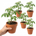 Tomato ‘Consuelo’ Plants (Set of 3 or 6)
