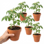 Set of 3 or 6 Tomato ‘Consuelo’ Plants, High Yield Sweet Cherry Tomato, Garden Ready Live Vegetable Seedlings, 1L Root Ball