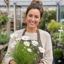 Cosmos Apollo White Plant (5L Pot)