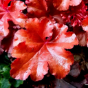 Heuchera Boysenberry Plant (2L Pot)