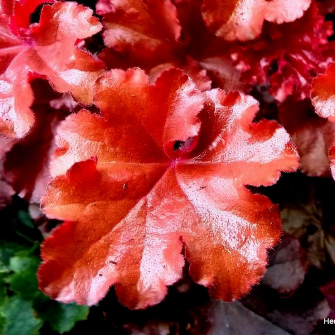 Heuchera 'Boysenberry' (Coral Bells) – Evergreen Perennial (2L Pot)
