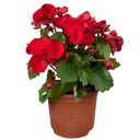 Begonia Vermillion Red Upright Plants