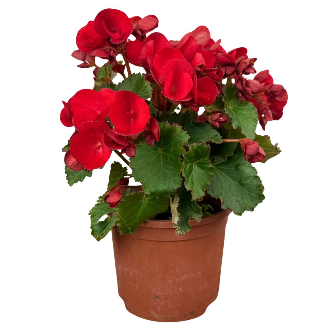 Begonia 'Vermillion Red' – Upright Tuberous Begonia (2L Pot)