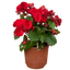 1 Begonia Vermillion Red Upright Live Plant, Summer Bedding Garden Ready, 2Ltr Root Ball