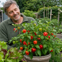 Scotch Bonnet Chilli Pepper Plants