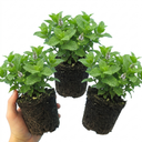Moroccan Mint Herb Plants (Set of 3 or 6)