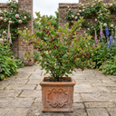 Gooseberry Murcurines Plants