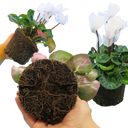 Cyclamen Flame White Plants (Set of 3 or 6)