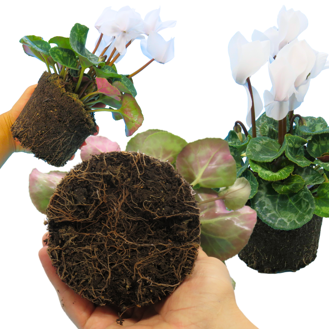 Cyclamen Flame White – Winter Bedding (Set of 3 or 6)