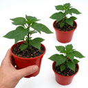 Habanero Chocolate Plants (Set of 3 or 6)