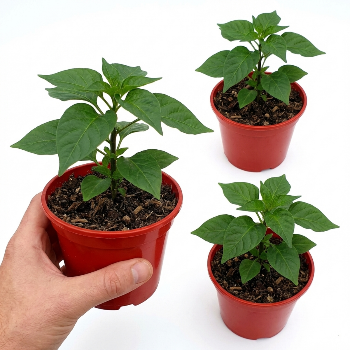 Chilli 'Habanero Chocolate' – Hot Chilli Pepper (Set of 3 or 6)