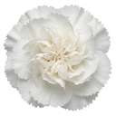 Fragrant Cottage Pink Dianthus Memories Plant (5L Pot)