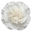 1 Fragrant Cottage Pink Dianthus Memories, Hardy Perennial Summer Flowering Garden Plant, 5L Root Ball