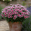 1 Large Plant - Dianthus Dart Red White Picotee, Ready to Plant in Your Garden