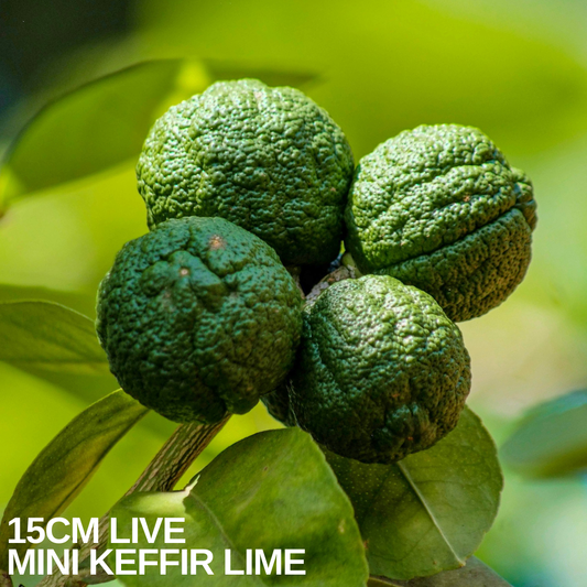 Cluster of knobbly dark green kaffir lime fruits hanging on a mini citrus tree
