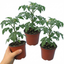 Set of 3 or 6 Grafted Cornabel Tomato Plants, Premium Live Plants, Outdoor & Greenhouse Ready, 1L Root Ball