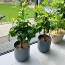 Mini Lemon Tree Plant