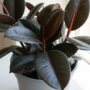 Ficus Abidjan Rubber Plants