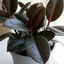 1 Ficus Abidjan Rubber Plant, Large Tropical Indoor Houseplant, 5 Litre Root Ball