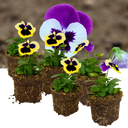 Pansy Delta Pro Violet & White Plants (Set of 3 or 6)