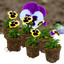Set of 3 or 6 Large Plants - Pansy Delta Pro Violet & White, Ready to Plant in Your Garden