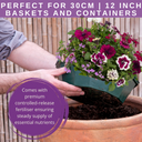7 Colour Coordinated Plants - Berry Swirl Theme Speedplanter, Garden Ready