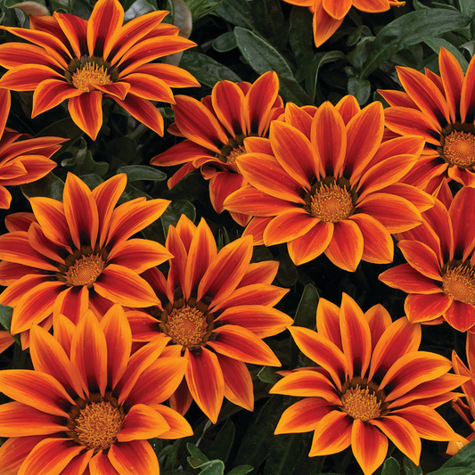 Gazania daisies with orange petals striped deep red around golden centres, dark green leaves
