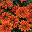 Set of 3 or 6 Large Plants - Gazania Kiss Orange Flame, Ready to Plant in Your Garden