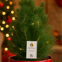 Christmas tree in red metal planter with lights