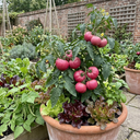Tomato Rose Crush Variety Plants (Set of 3 or 6)