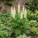 Lupin West Country Polar Princess Plant (3L Pot)