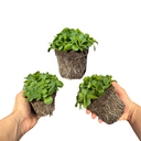 Petunia Dekko Blue Plants (Set of 3 or 6)