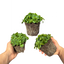 Set of 3 or 6 Large Plants - Petunia Dekko Blue, Outdoor Garden Ready