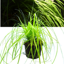 Everillo Carex Ornamental Grass Plant