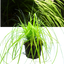 1 Large Plant - Everillo Carex Ornamental Grass, Outdoor Garden Ready Sedge