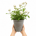 3Ltr Patio Rose Plant, White Rose Bush, Nursery Pots