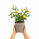 3Ltr Patio Rose Bush, Nursery Pots, Garden Ready