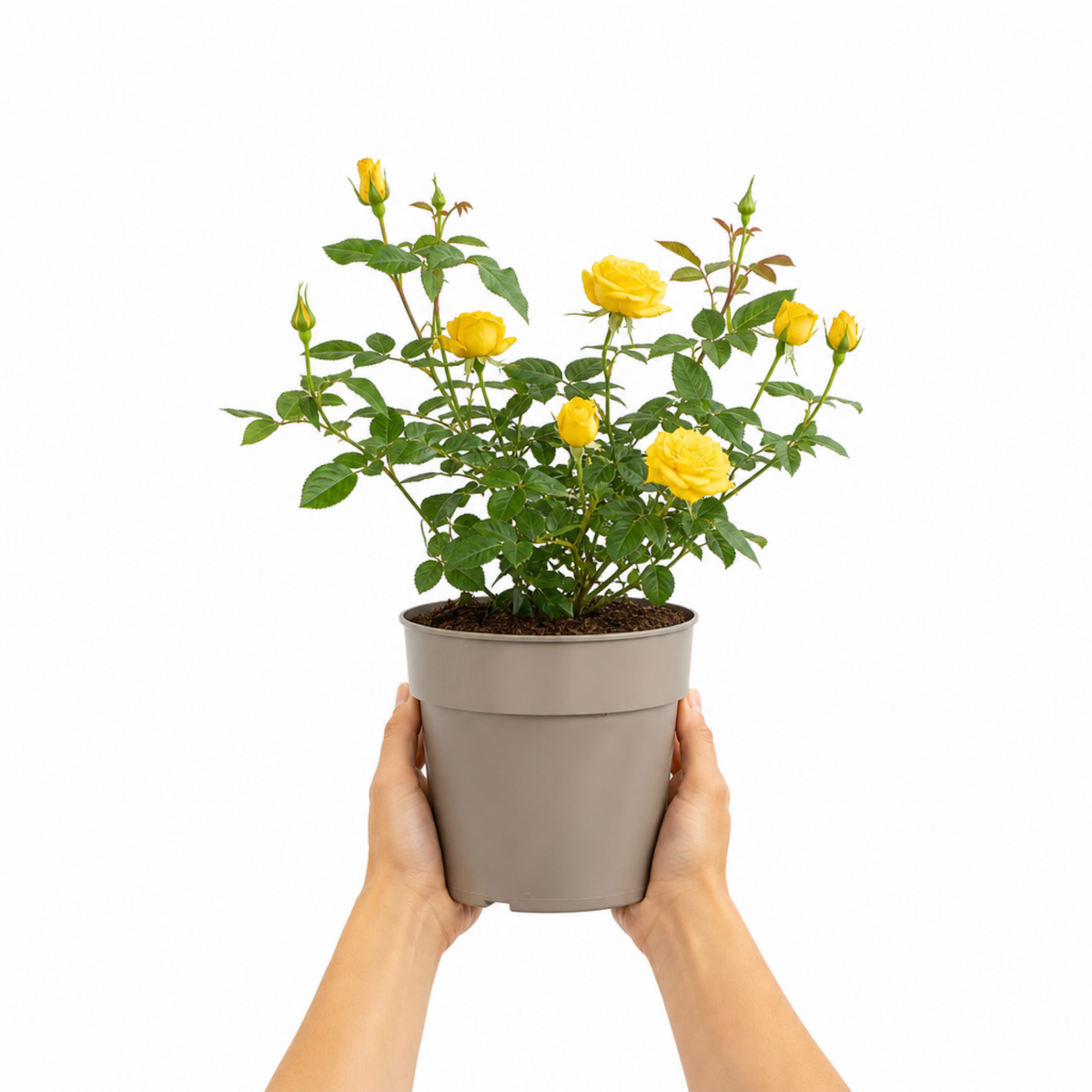 Patio Rose, Yellow – Compact Repeat Flowering Rose (3L Pot)