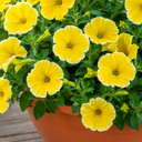 Petunia Bees Knees Plants