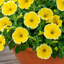 1 Petunia Bees Knees Flowering Plant, Outdoor Garden Ready, Summer Patio Bedding, 21cm Root Ball