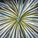 Cordyline Torbay Dazzler Plants (Set of 3 or 6)