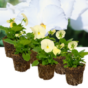 Pansy Delta Pro Clear White Plants (Set of 3 or 6)