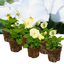 Set of 3 or 6 Large Plants - Pansy Delta Pro Clear White, Ready to Plant in Your Garden