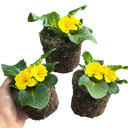 Primrose Yellow Plant